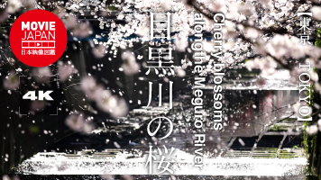 東京　目黒川の桜