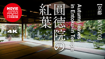 京都　圓徳院の紅葉