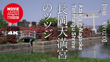 京都　長岡天満宮のツツジ