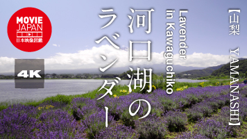 山梨　河口湖のラベンダー