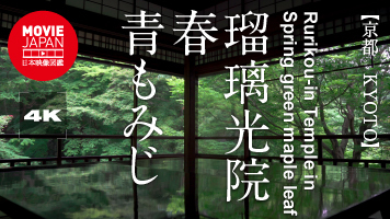 京都　瑠璃光院　春　青もみじ