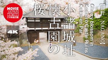 長野　小諸城址　懐古園の桜