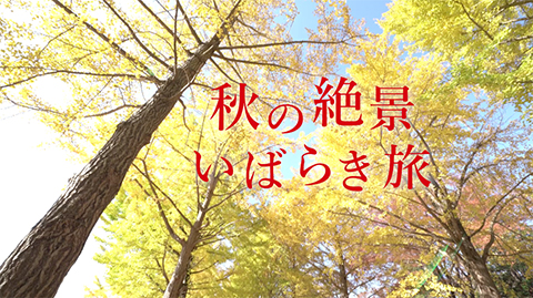 秋の絶景いばらき旅