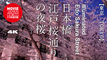 東京　日本橋江戸桜通りの夜桜