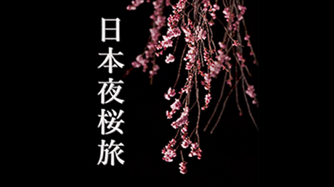 日本夜桜旅