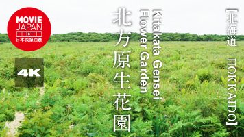 北海道　根室　北方原生花園