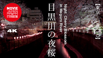 東京　目黒川の夜桜